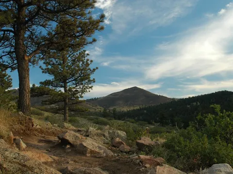A ponderosa leaning over the Picture Rock Trail at Heil Valley Ranch, a forested peak rising beyond the valley